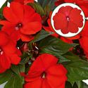 Bild von Impatiens New Guinea P12 Orange red